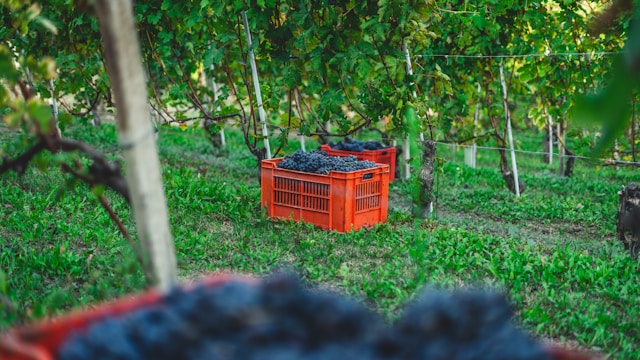 red-plastic-crate-on-green-grass-field